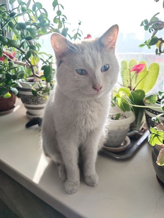 Отдам котика в добрые руки