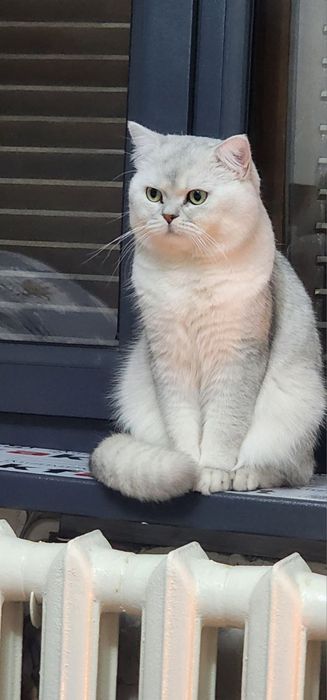 Serbristiy shenshilla vyaskaga