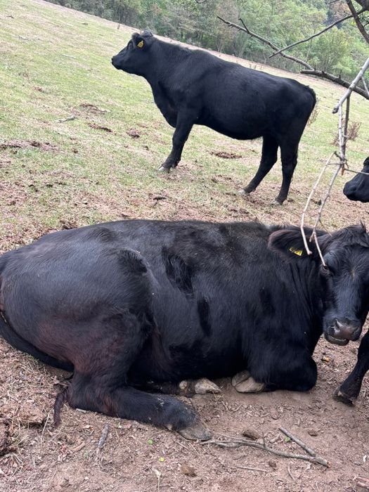 Vand doua Vițele angus