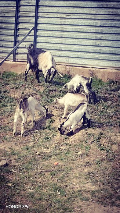 Ешкі  алпейски  екінші  тума