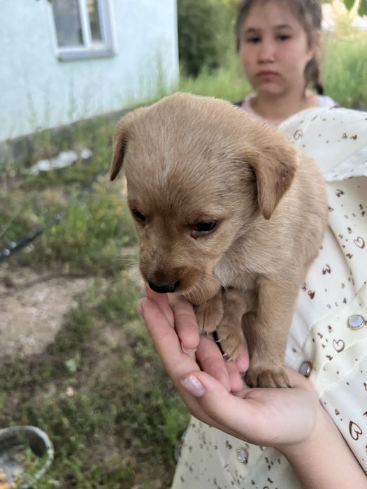 Отдам щенят даром