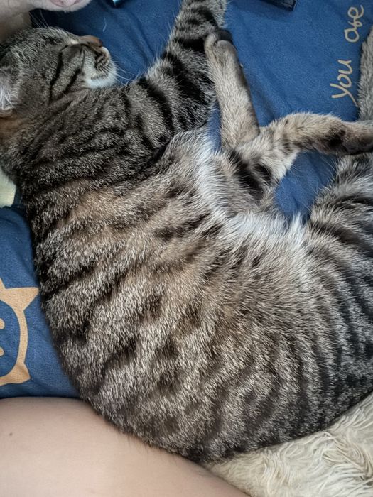 Отдам кота и кошку
