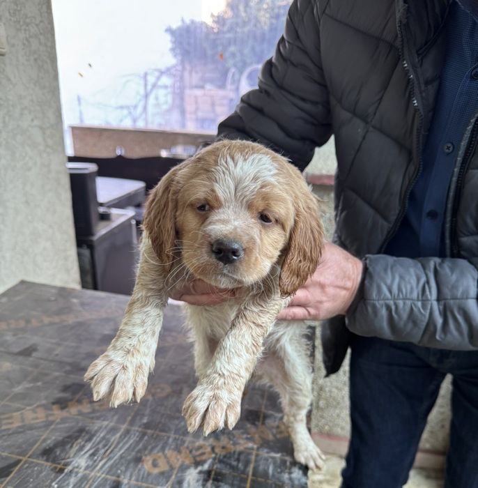 Епаньол Бретон на  3 месеца