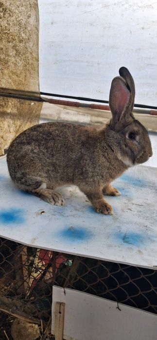 Iepure Uriaș Belgian mascul