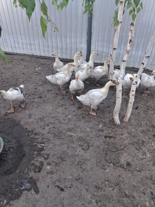 Продам гусят 1,5 месяца