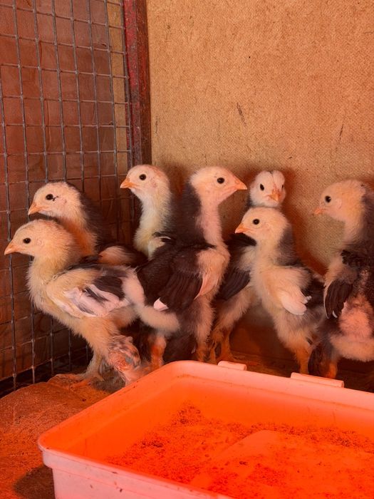 Цыплята брамы мраморный