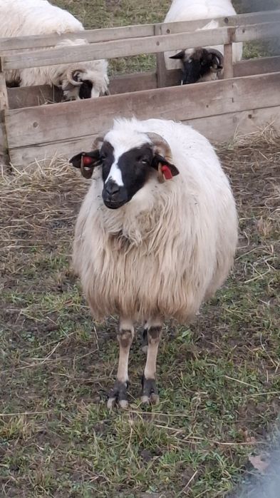 De vânzare 2 oi bune