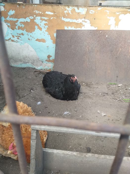 Продам курей браммы