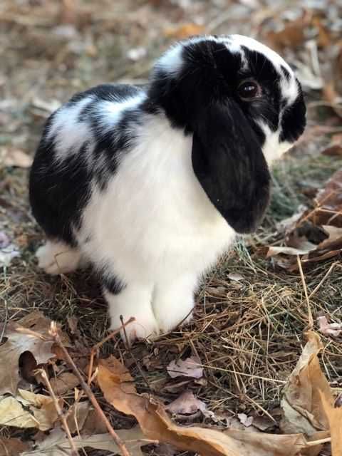Iepurasi pitic berbec german - mini lop