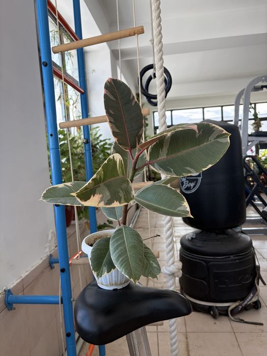 цветы комнатные разные