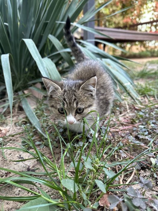 Котенок в добрые руки