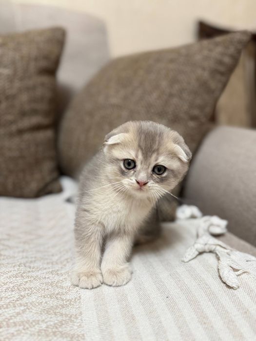 Продаю шотландских котят