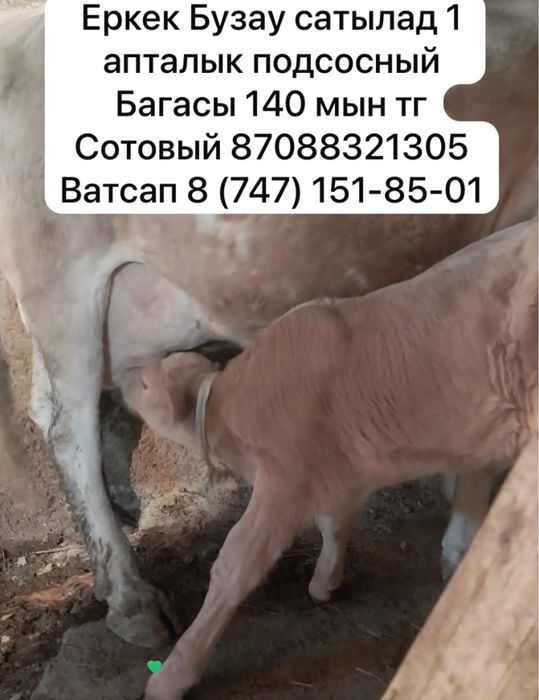 Еркек бузау подсосный
