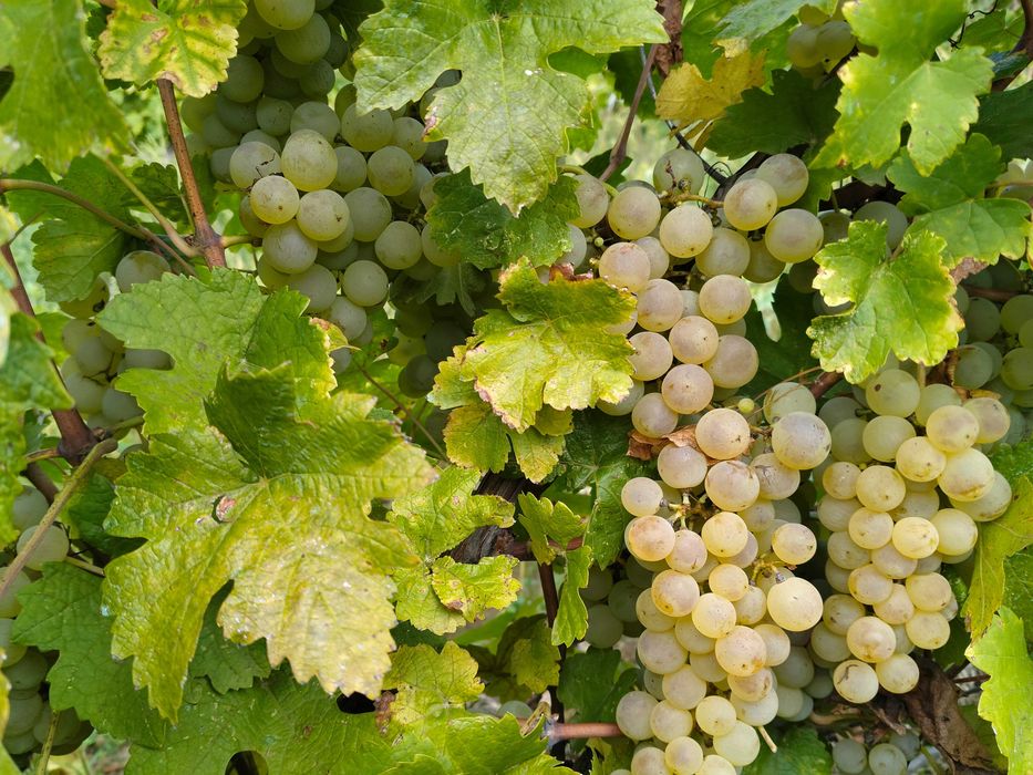 Vand struguri pentru vin