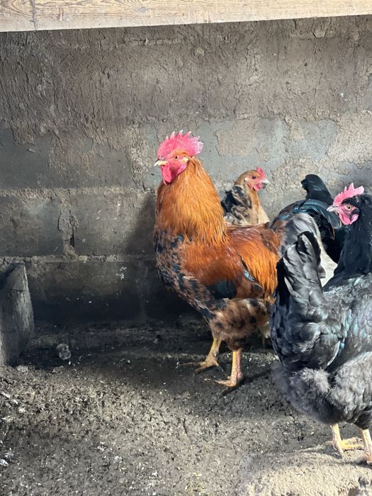 Қораздар  (петухи)