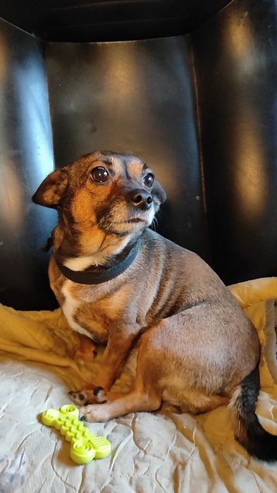 Милая, маленькая собачка ищет дом