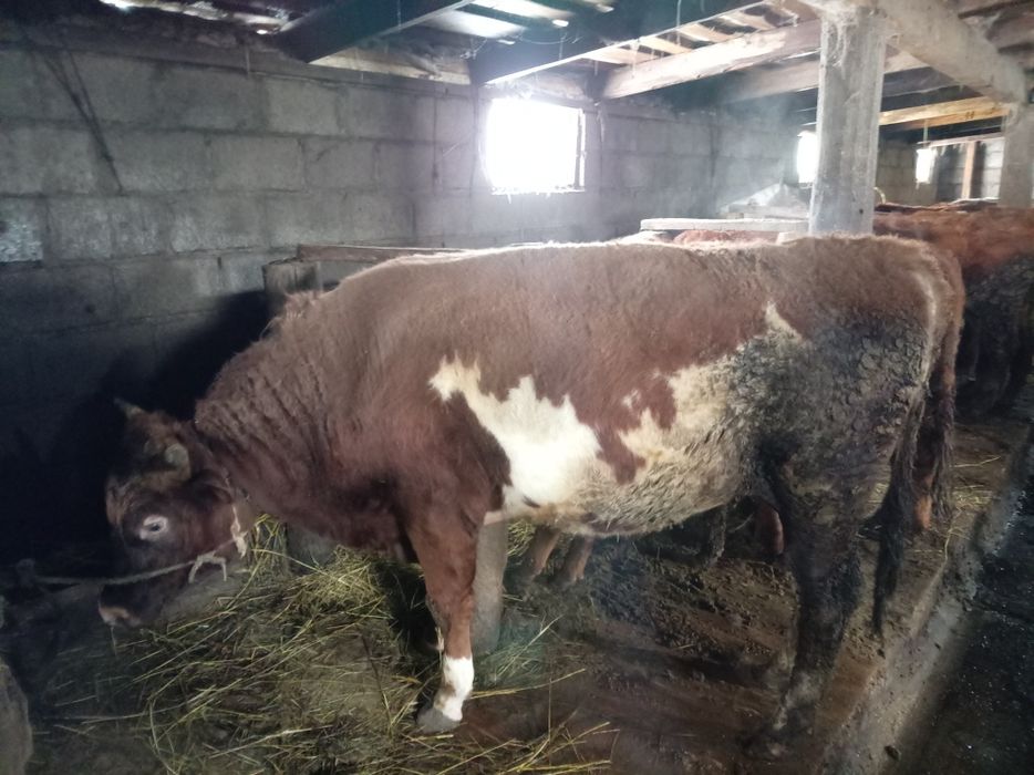 Бычки на продажу