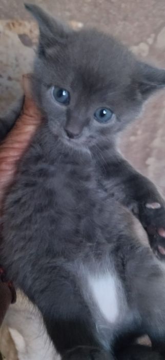 Отдам котят в добрые,любящие руки.