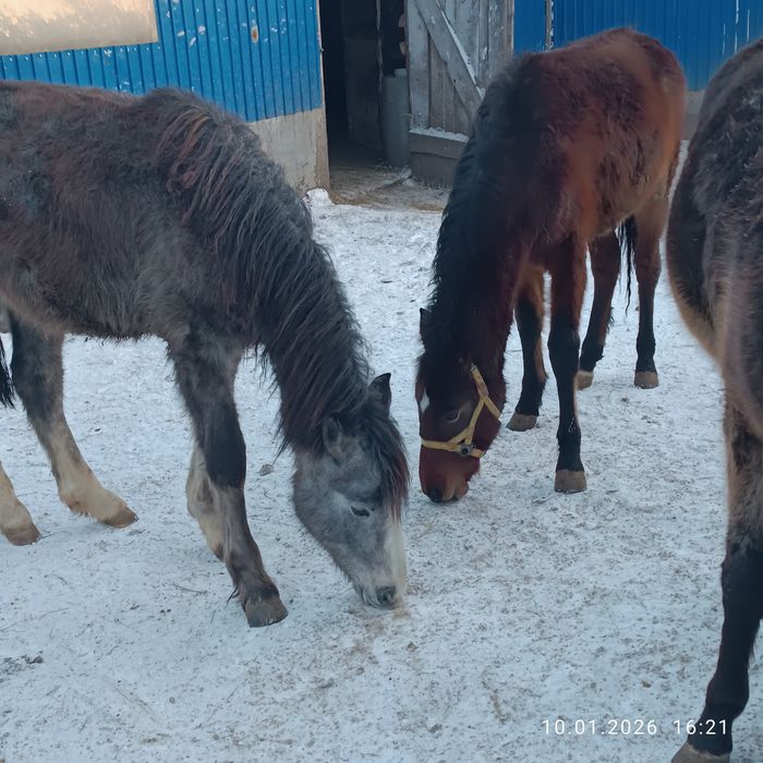 Продам жеребчиков