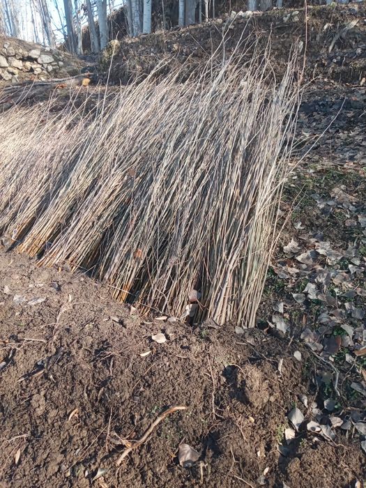 Yaxshidan bog‘ qolar yomondan dog‘