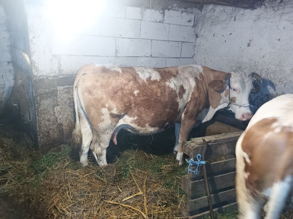 Vând vaca gestanta
