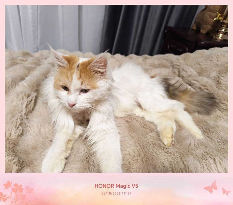 Милая кошечка, всегда будет преследовать вас