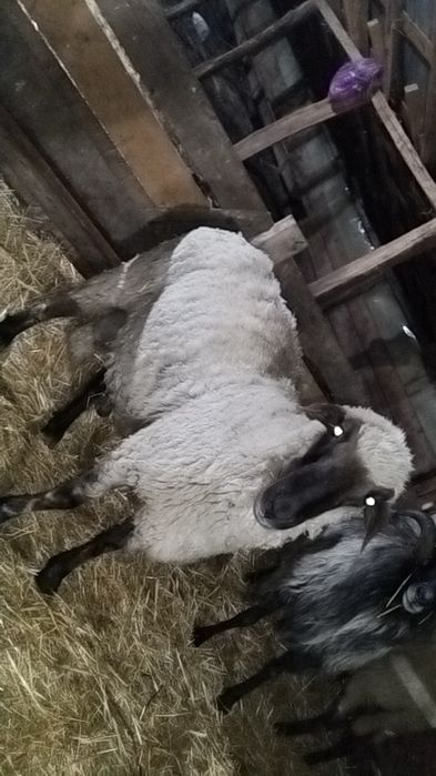 Berbec rasă de carne de vânzare!