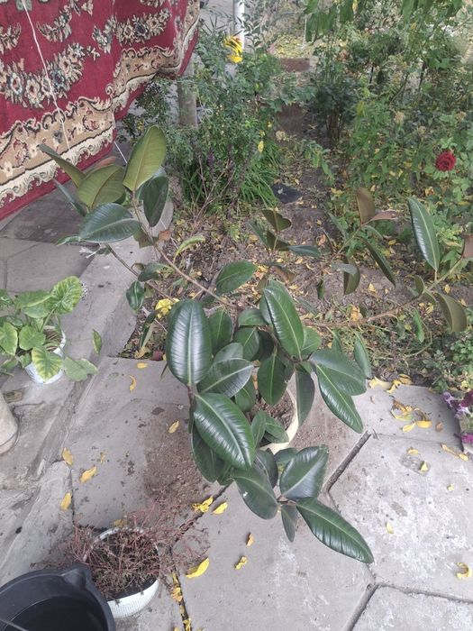 Продам цветок фикус