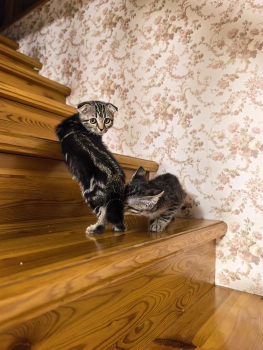 Девочка вислоушка