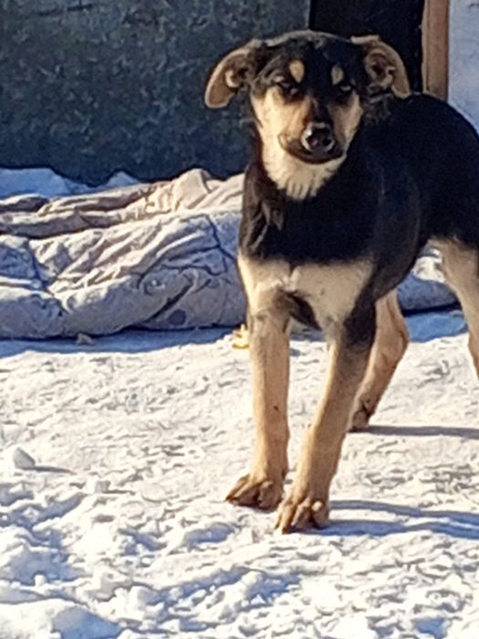 Отдам щенков в добрые руки