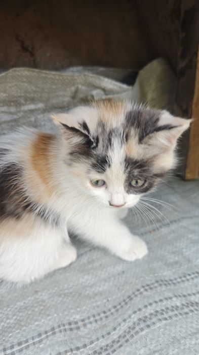 Котенок трехцветный девочка