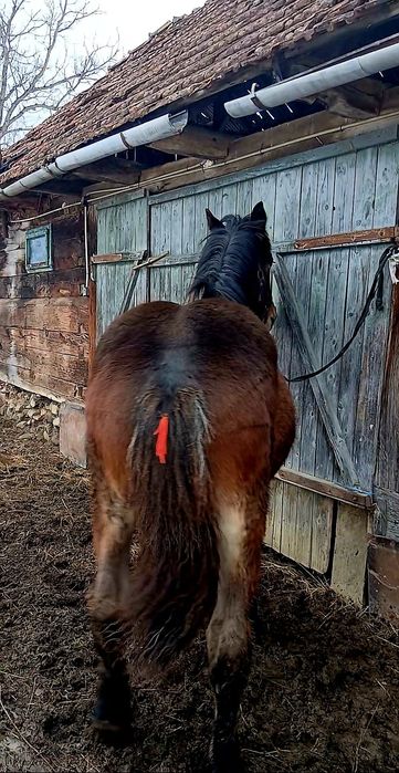 De vânzare mânz are 8 luni