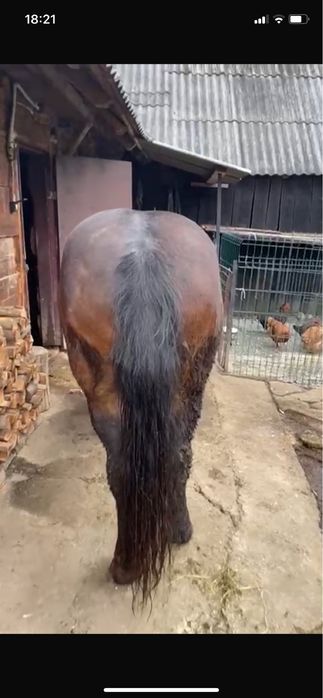 Vand iapa schimb cu vaca