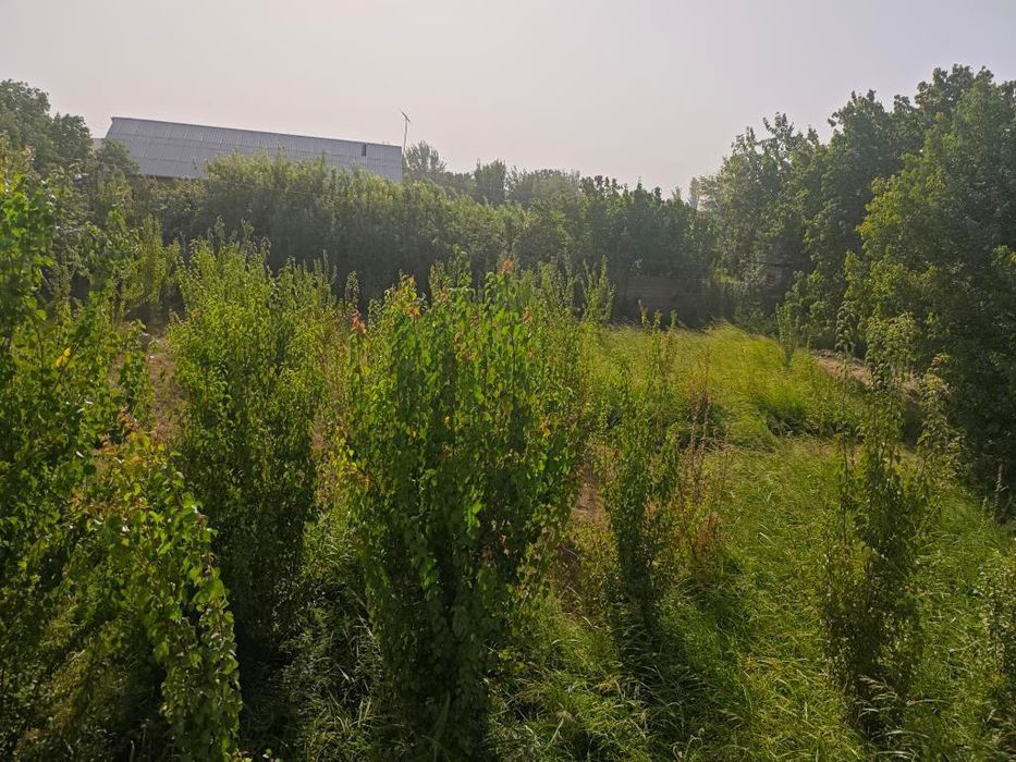 Hovli sotiladi 18 sotix. Yer maydoni katta