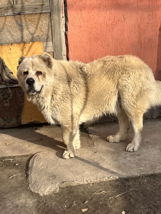 Алабай, 1,5 года, кобель