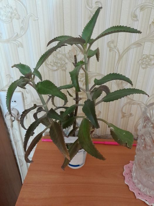 Каланхоэ лечебный продам