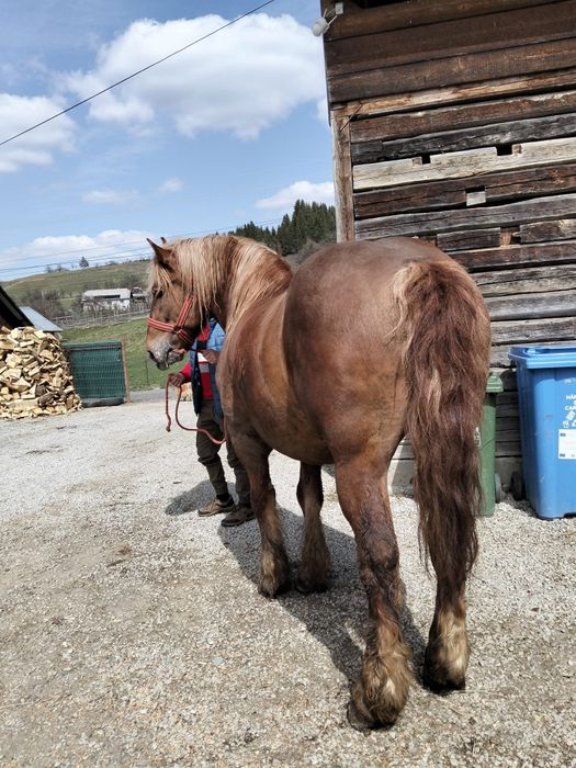 Cal de 5 ani garantat de vinzare