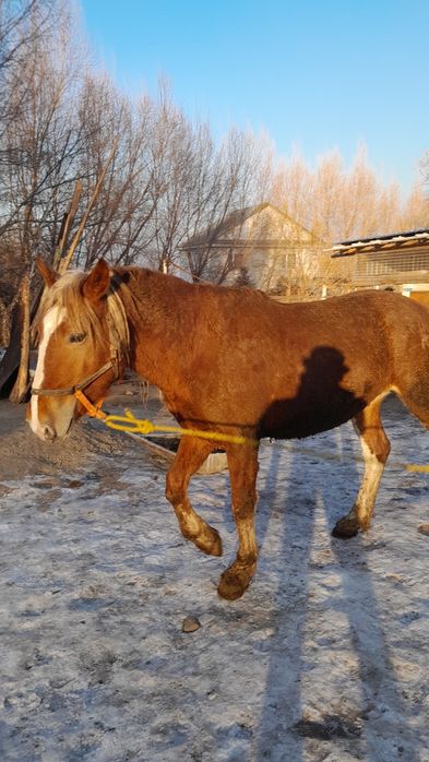 Айғыр бесті, жеребец пятилетка