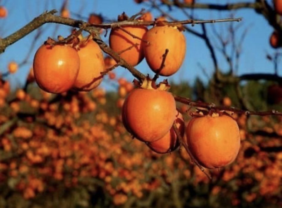 Kaki nikita’s gift ( rosseyanca diospyros’s x kaki )