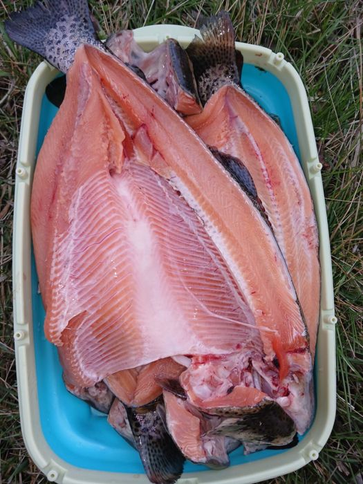 Рыба ФОРЕЛЬ живая