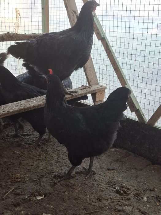 Срочно! Кора шахзода товуклар ва катак