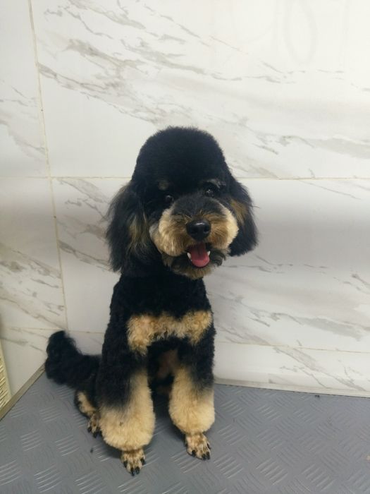 Мальчишка той пудель