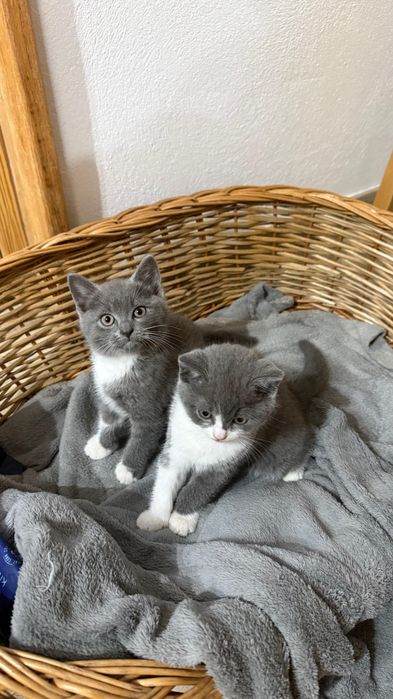 Pui de pisică british blue & white