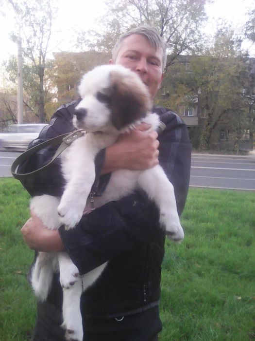 Дрессировка собак