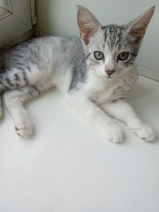 Отдам бесплатно котика