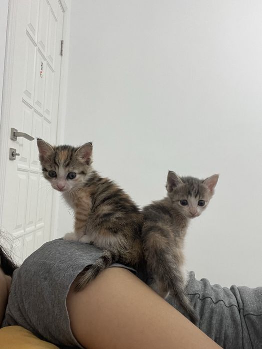 Котята в самые ответственные руки