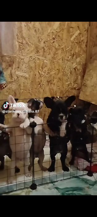 Продам щенков породы француский бульдог.