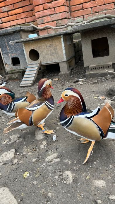 Rate exotice de vanzare