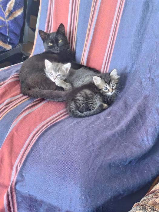 Котята, в добрые руки