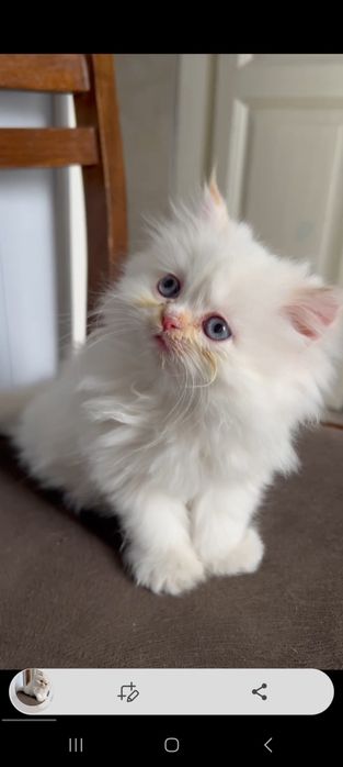 Skotish strayt qiz mushuK